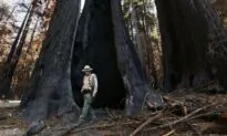 Portions of Fire-Scarred Big Basin Redwoods State Park Will Reopen This Month