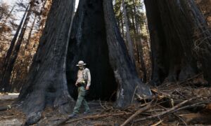 Area Larger Than California: Federal Govt Identifies Old-Growth, Mature Forests