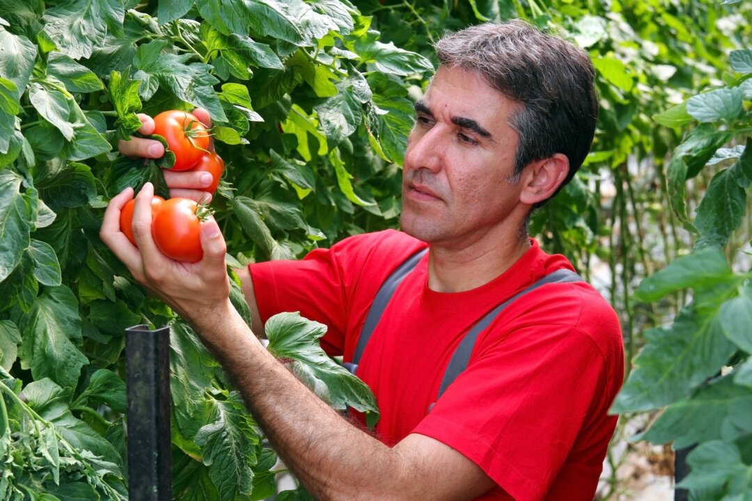 Two common leaf-spot diseases grow on tomato plants in the early summer. (RGtimeline/Shutterstock)