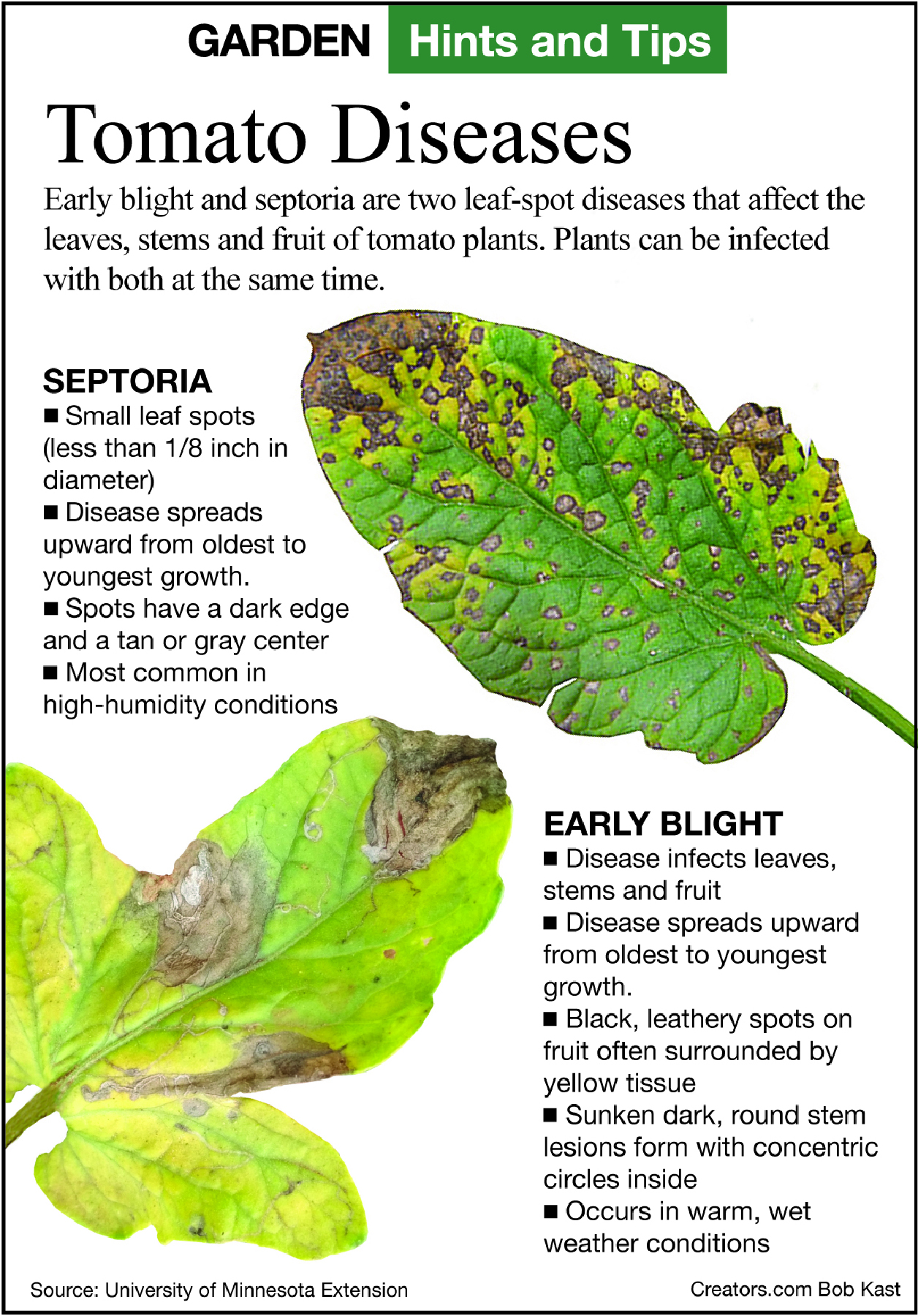 tomato diseases tip sheet