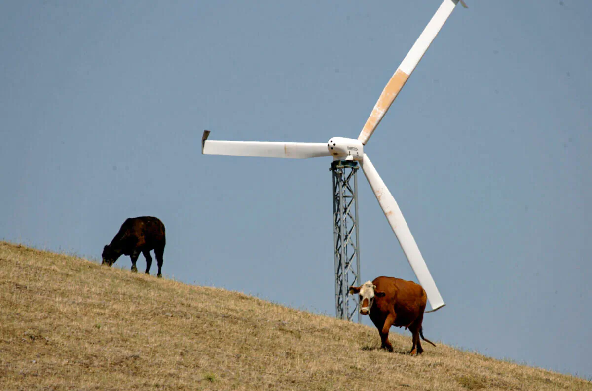 Cows are seen grazing near a wind turbine at the Altamont Pass wind farm in Livermore, California on May 16, 2007. (Justin Sullivan/Getty Images)