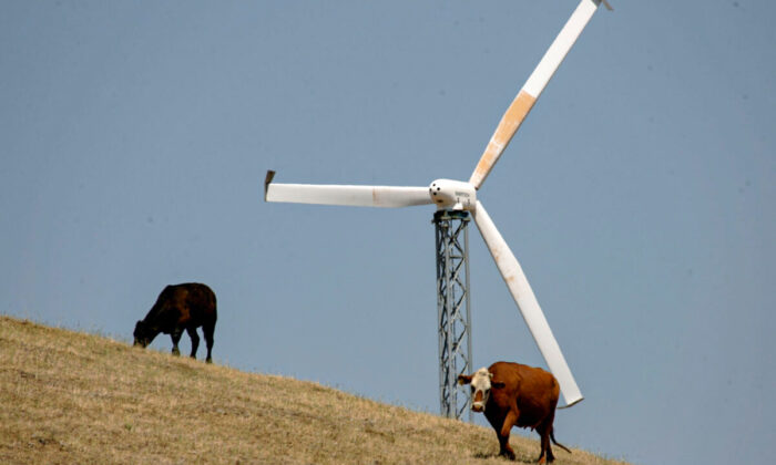 Cows are seen grazing near a wind turbine at the Altamont Pass wind farm in Livermore, California on May 16, 2007. (Justin Sullivan/Getty Images)