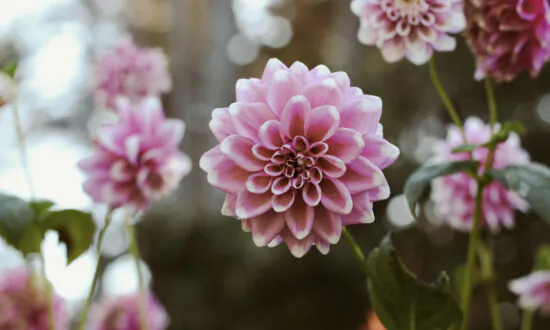Inspirational Beauty: This California Botanical Garden Harvests Up to 7,000 Pounds of Fresh Produce for the Local Food Bank Every Year
