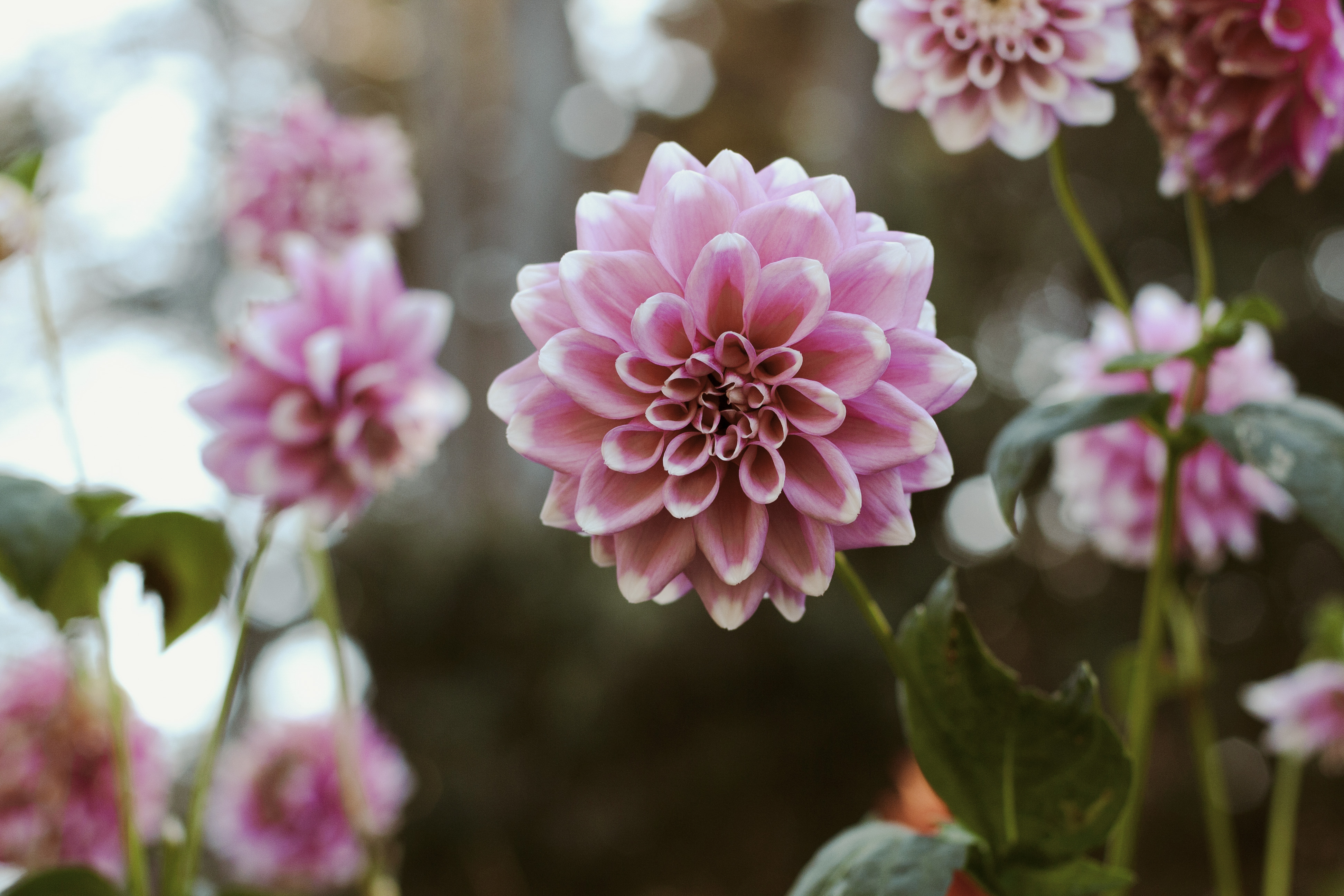 Inspirational Beauty: This California Botanical Garden Harvests Up to 7,000 Pounds of Fresh Produce for the Local Food Bank Every Year - Vimarsana News