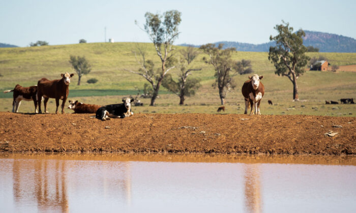 Cattle stand on the bank of a farm dam in north west New South Wales, Australia, on May 4, 2020. (Mark Kolbe/Getty Images)