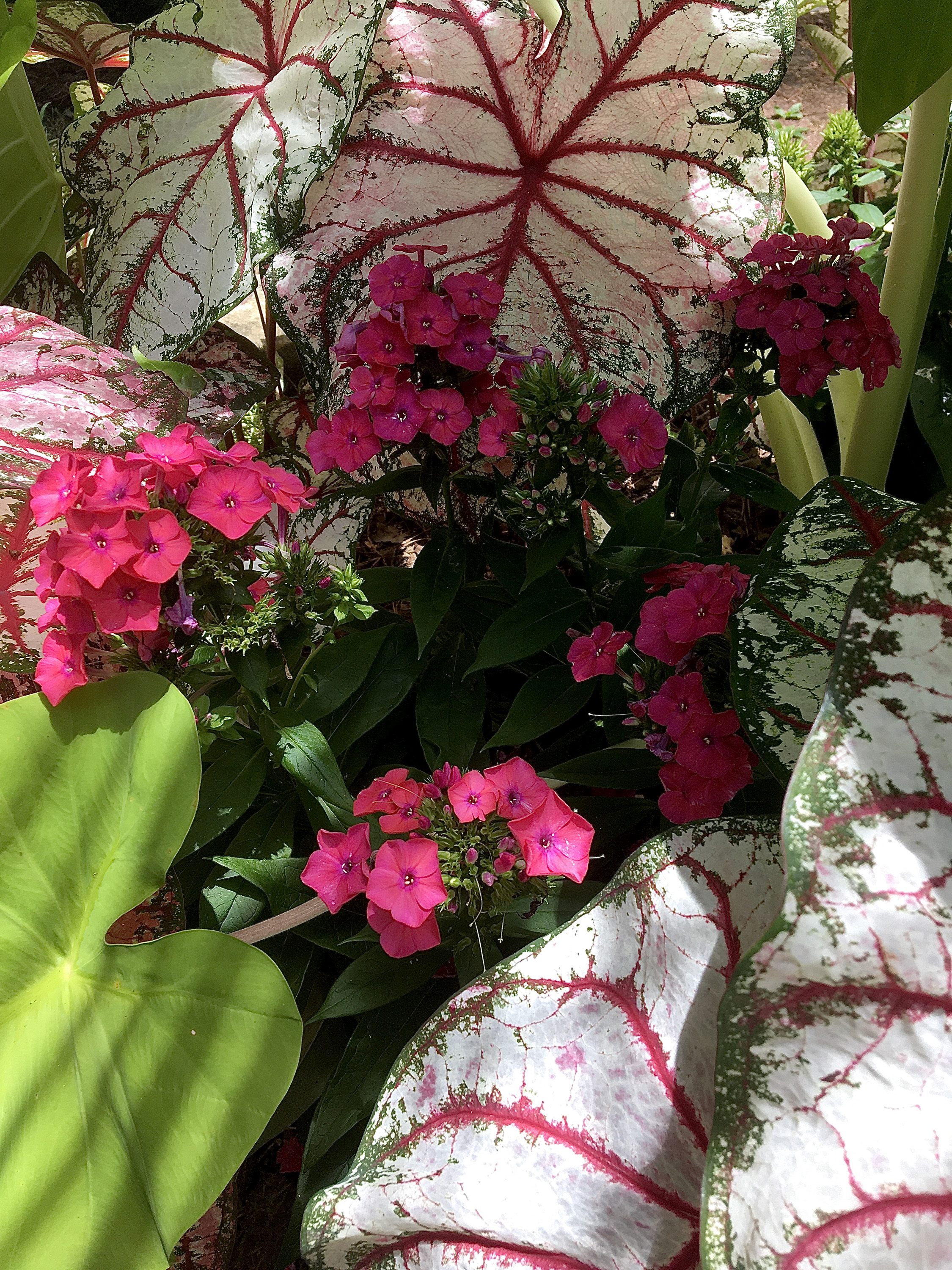 Luminary Sunset Coral Creates a New Phlox Fanatic - Vimarsana News