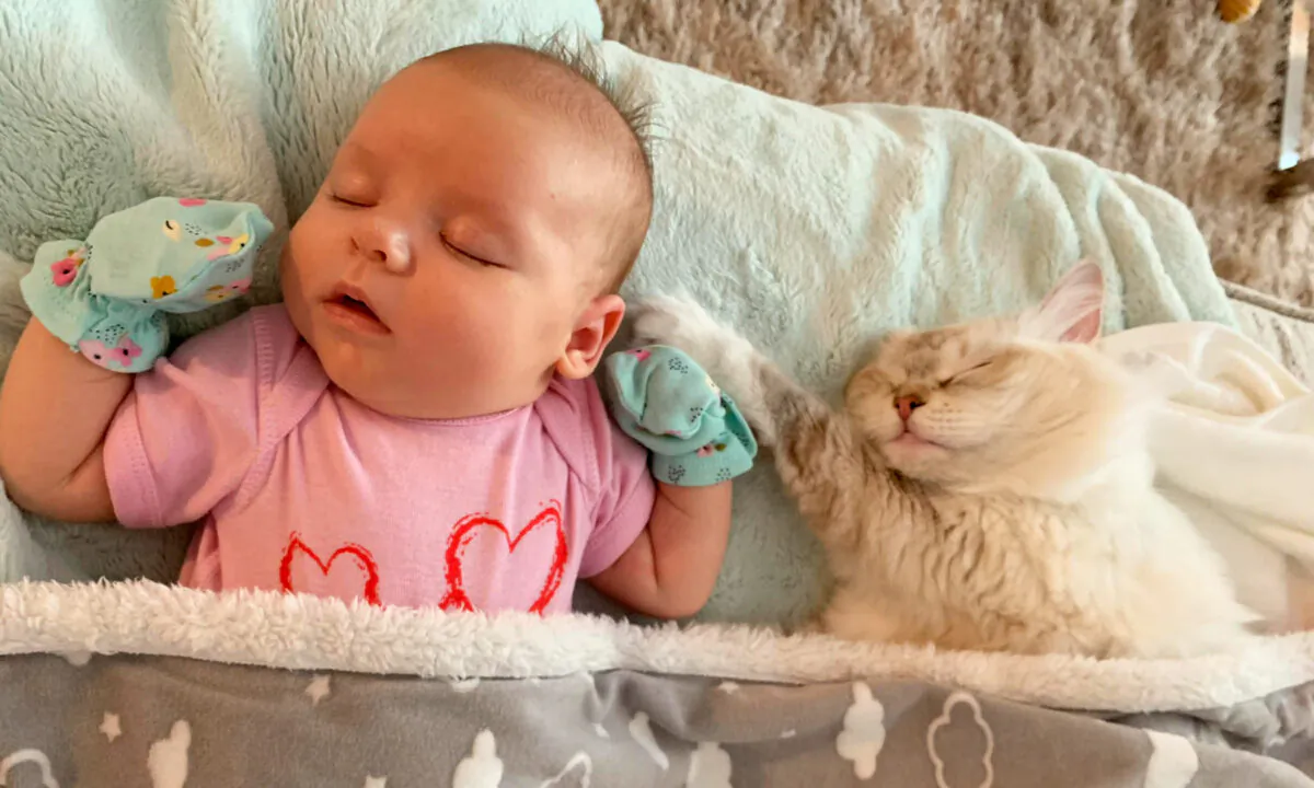 (Courtesy of Pearl’s Ragdolls)