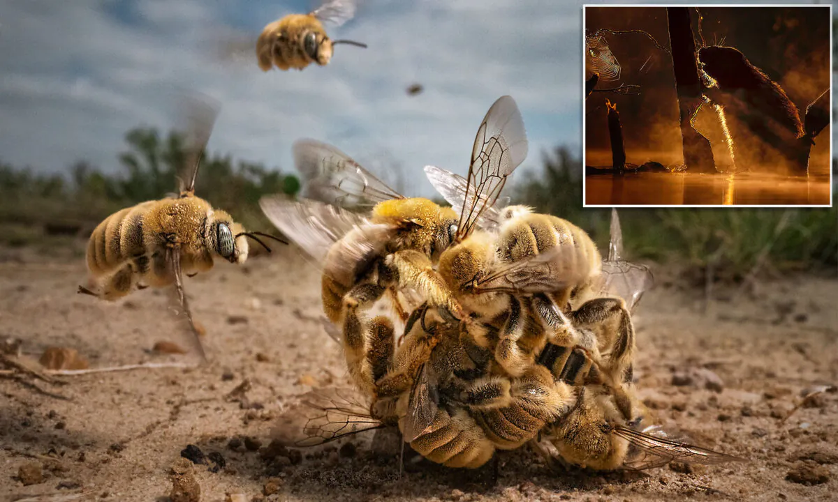 Left: (Courtesy of Karine Aigner); Right: (Courtesy of Bence Máté)