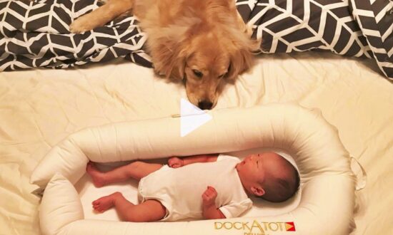 Golden Retriever and Owner's New Baby Share Adorable Love Bond