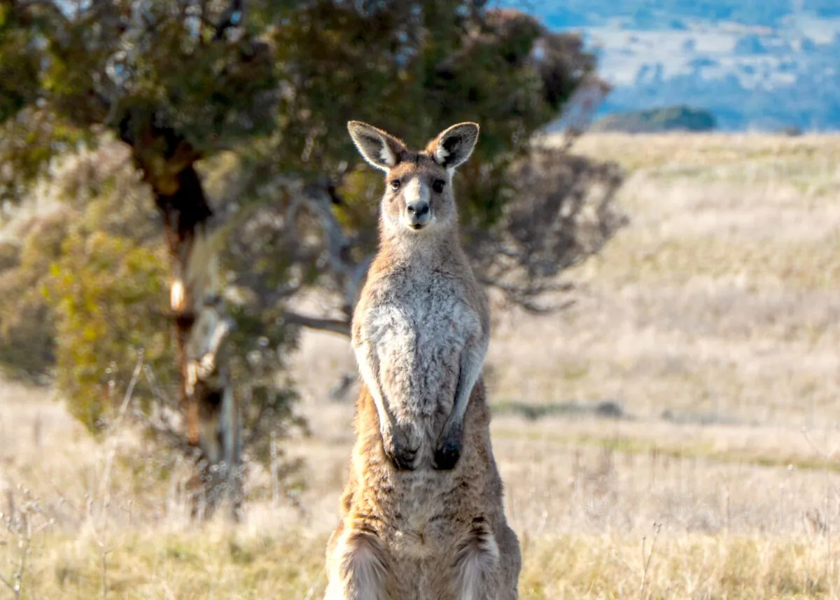 A man has died after a kangaroo crashed into his motorbike. (Joe Parkin/Unsplash)