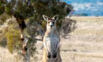 Man Dies After Being Struck by Kangaroo