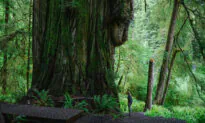 This Secret Hike Through California’s Giant Redwoods Will Take You to Another World
