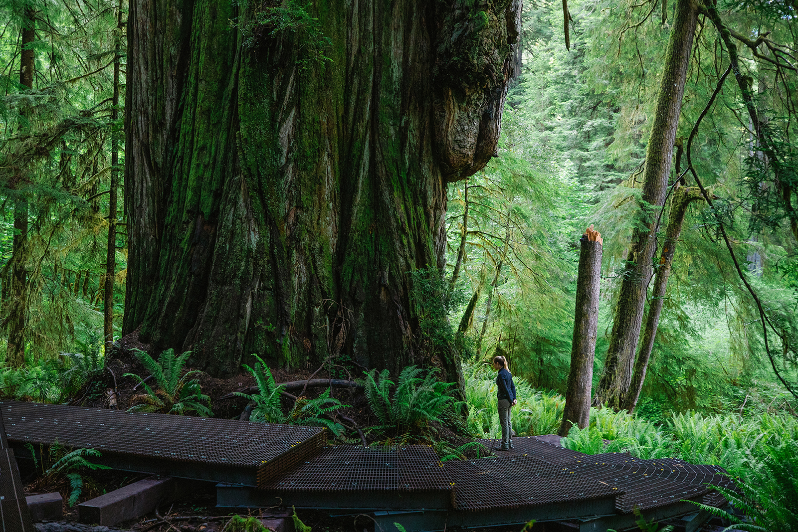 This Secret Hike Through California's Giant Redwoods Will Take You to Another World - Vimarsana News