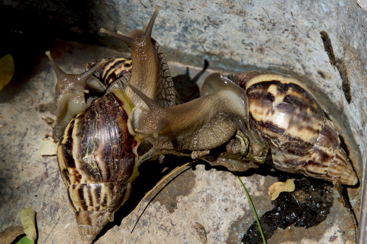 Улиточные. African giant Snails. Snails. Улитка является органом