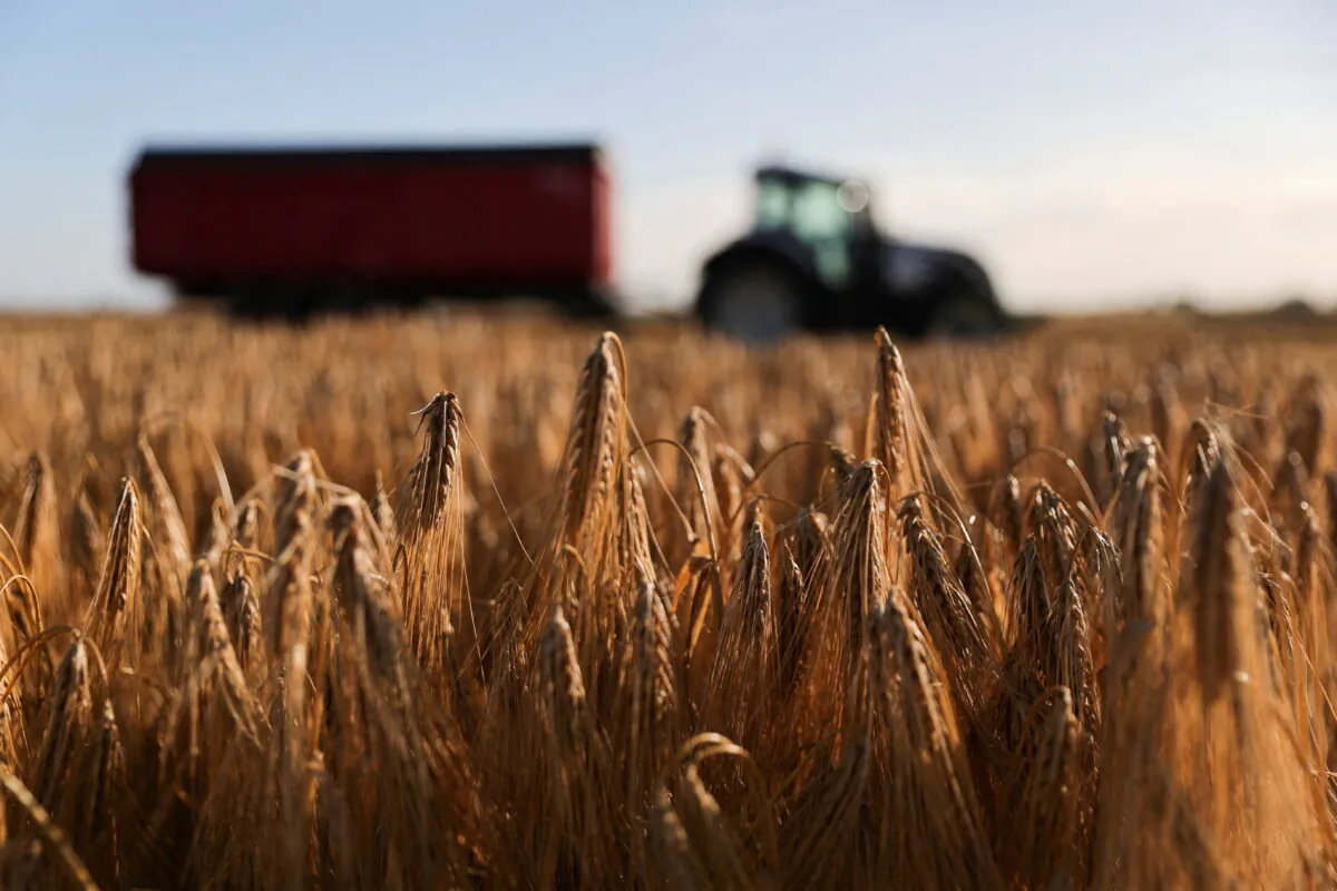A French farmer harvests his field of barley during sunset in Aubencheul-au-Bac, northern France, on June 28, 2022. (Pascal Rossignol/Reuters)