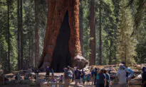 Firefighters Defend 3,000-Year-Old Grizzly Giant as Washburn Wildfire Grows