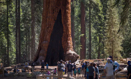 Firefighters Defend 3,000-Year-Old Grizzly Giant as Washburn Wildfire Grows