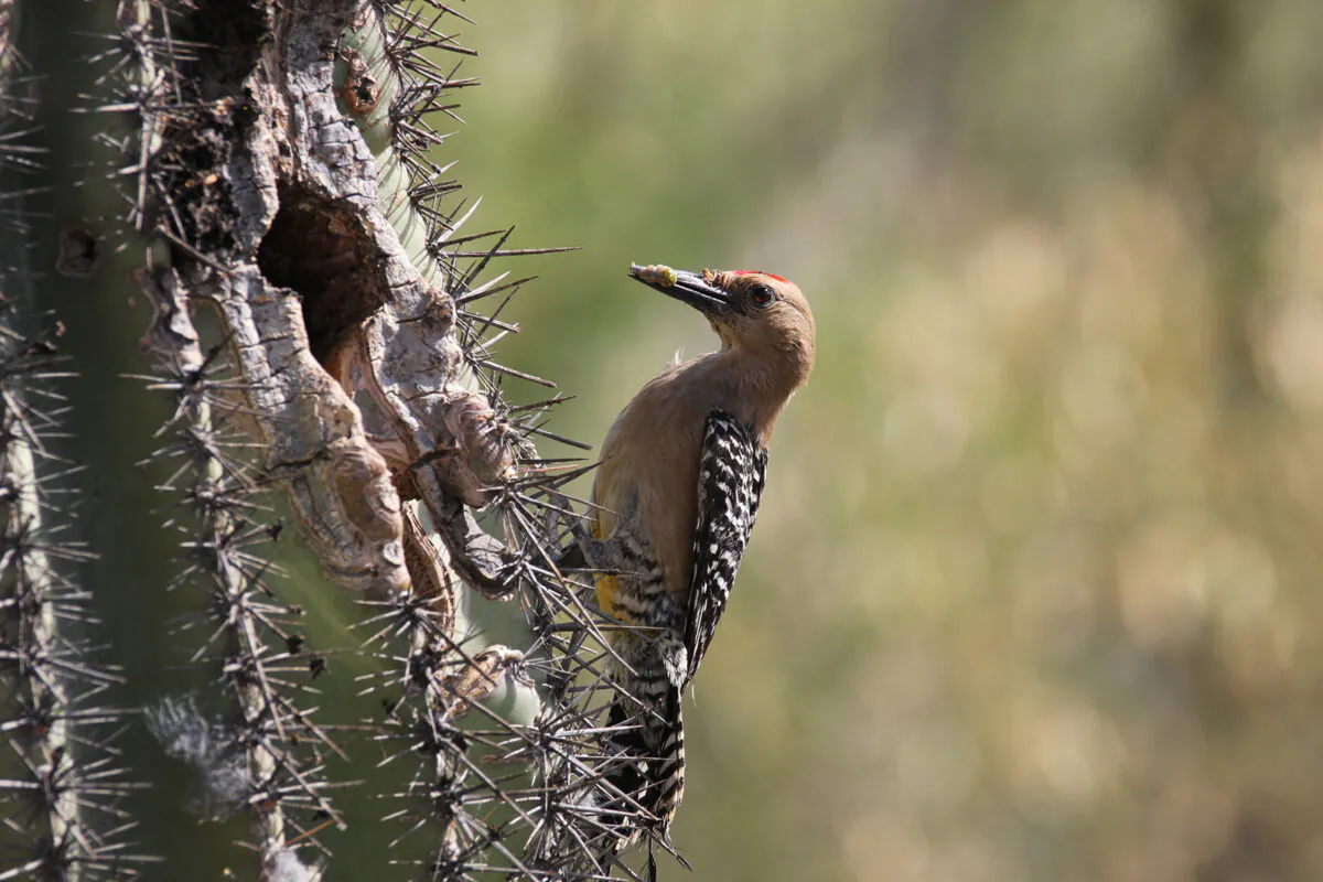 A gila woodpecker at the Riparian Preserve at Gilbert Water Ranch, Arizona, where nearly 300 different species of birds can be found. (Dreamstime/TNS)