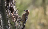 Explore the Sonoran Desert in Gilbert, Arizona