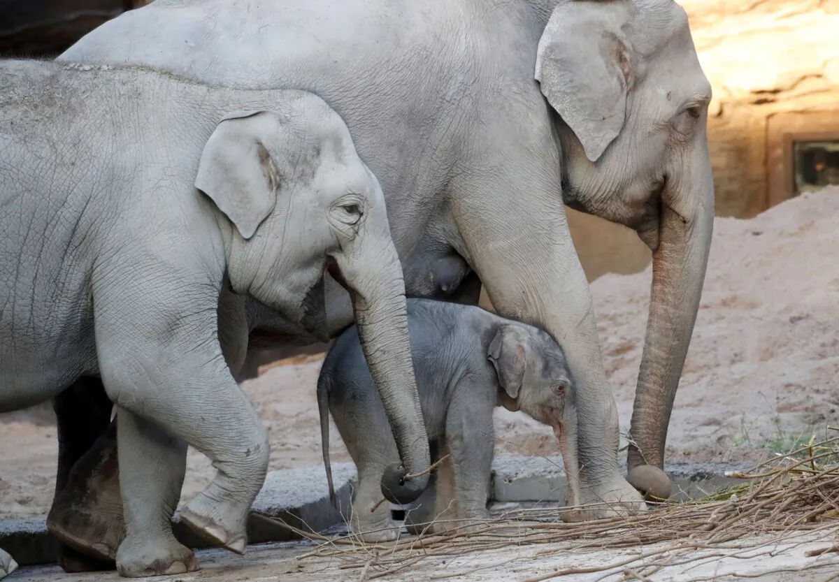 Two-day-old male baby elephant Umesh walks between its thirty-four-year-old mother Indi and sister Omysha in the Kaeng Krachan Elephant Park at the zoo in Zurich, Switzerland, on Feb. 6, 2020. (Arnd Wiegmann/Reuters)