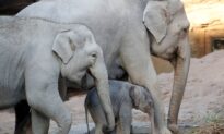 Omysha the Elephant Dies at Zurich Zoo Days After Her Brother