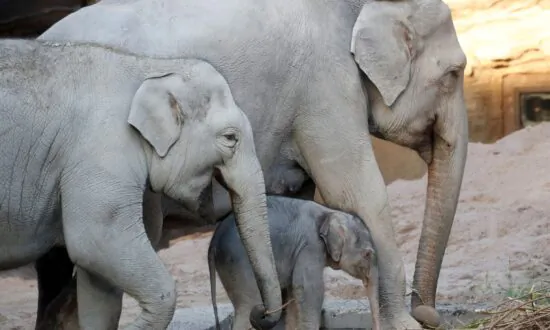 Ojai Becomes First US City to Recognize Bodily Rights of an Animal—Elephants