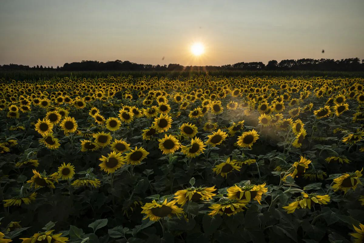 Sunflowers at sunset at the Green Barn Garden Center Sunflower Field in Isanti, Minnesota, on Monday, August 9, 2021. (Renee Jones Schneider/Minneapolis Star Tribune/TNS)