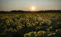 How to Grow Your Own Majestic Sunflower Patch