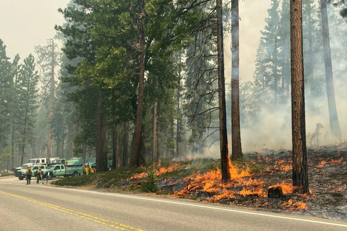 The Washburn Fire burns next to a roadway north of the Wawona Hotel in Yosemite National Park, Calif., on July 11, 2022. (National Park Service via AP)