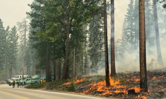 Yosemite Fire Caused by Human Activities: Officials