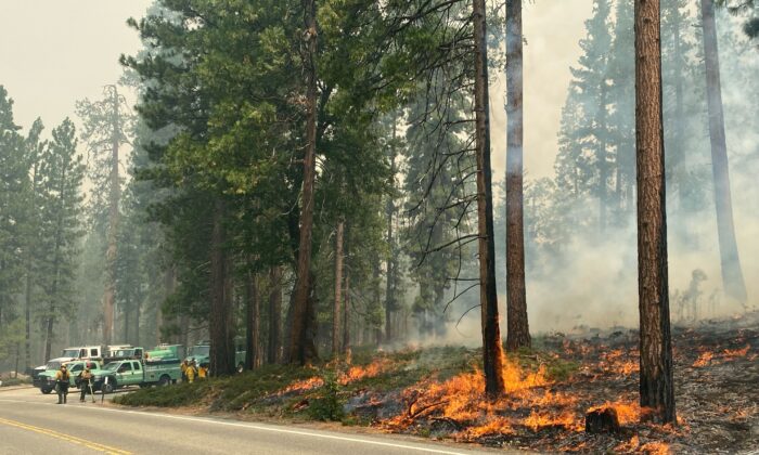 The Washburn Fire burns next to a roadway north of the Wawona Hotel in Yosemite National Park, Calif., on July 11, 2022. (National Park Service via AP)
