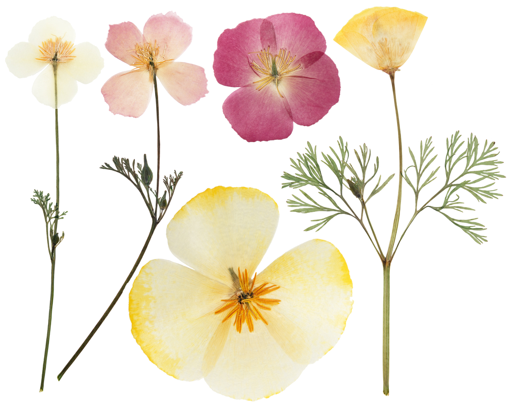 Pressed,And,Dried,Delicate,Yellow,Flowers,Eschscholzia,(eschscholzia,Californica,,California