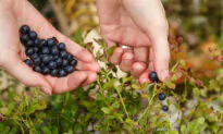 The ‘Perfect’ Summer Parfait Starts With Home-Gathered Berries
