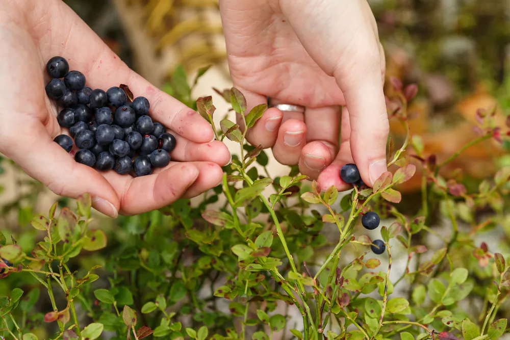Edible treasures are all around—if you know where to look.  (Hortimages/Shutterstock)