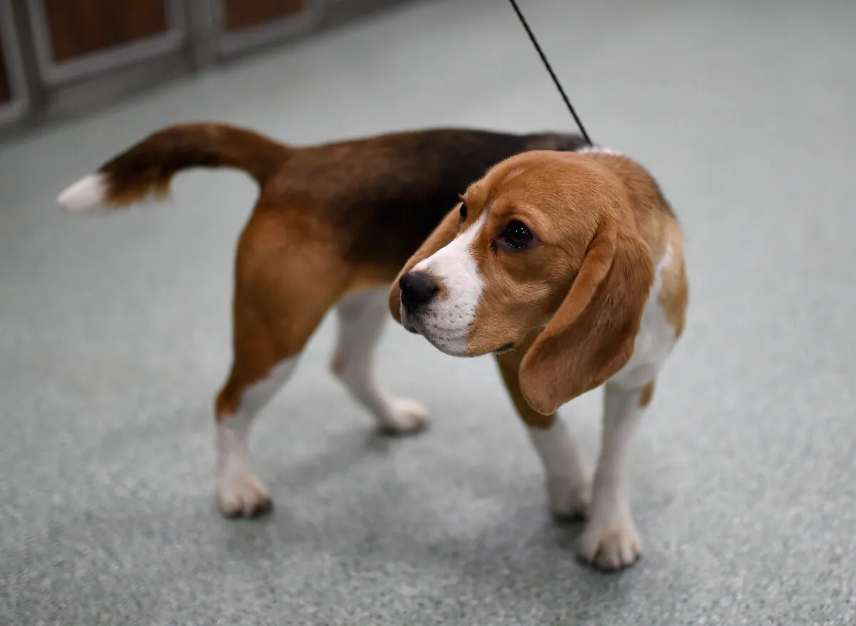 A Beagle, the 5th most popular breed of 2016, is shown at The American Kennel Club Reveals The Most Popular Dog Breeds Of 2016 at AKC Canine Retreat in New York on March 21, 2017. (Jamie McCarthy/Getty Images)