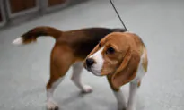 4,000 Beagles to Be Rescued From Virginia Research Lab