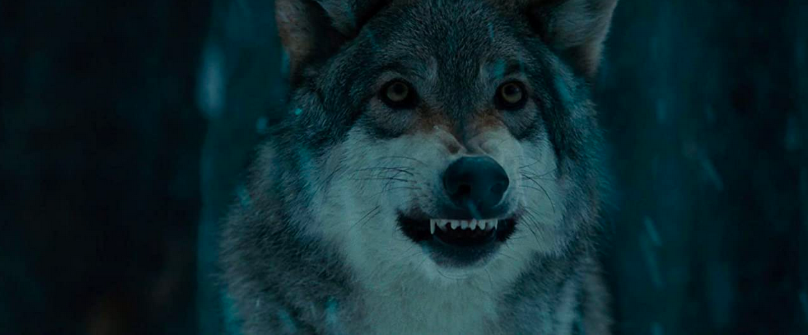 wolf in THE BOURNE LEGACY
