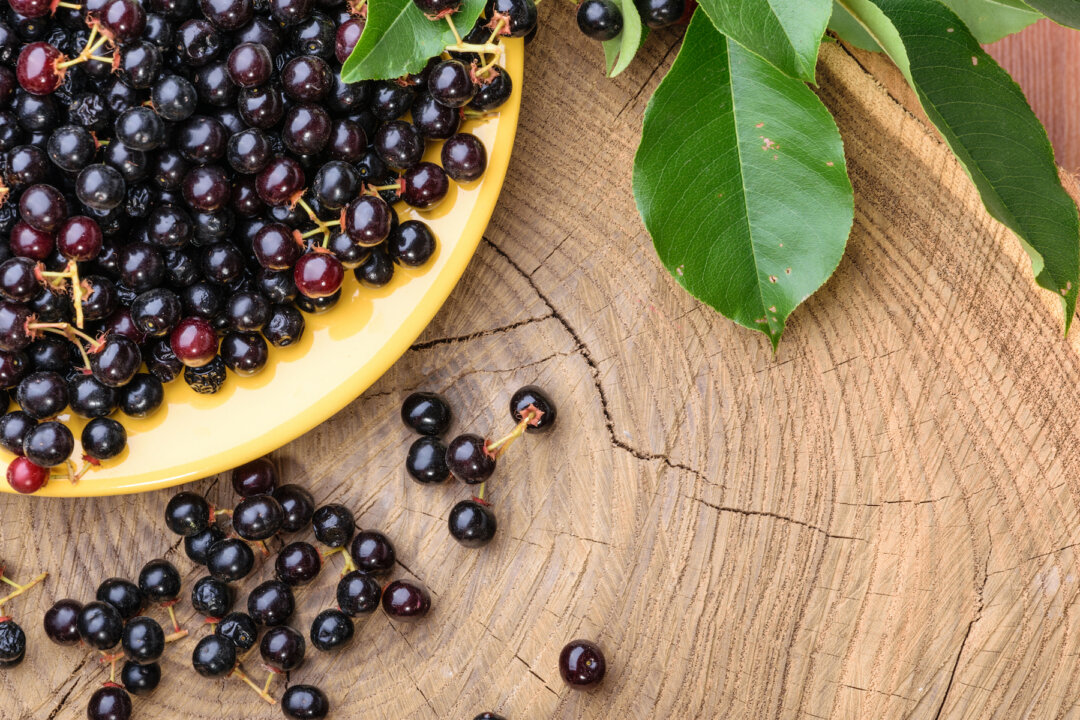 Taking 60 mg of the extract for two months experienced an impressive 72 percent improvement in “dry eye-induced” quality of life symptoms. (By kakteen/Shutterstock)