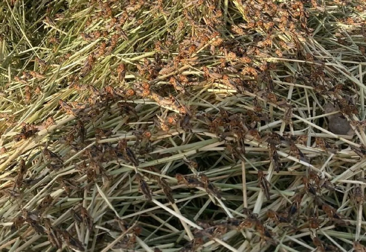 A swarm of locusts on a field on the island of Sardinia in Noragugume, Italy, on May 22, 2022. (Rita Tolu/Handout via Reuters)
