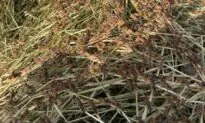 Sardinian Farmers Suffer Worst Locust Invasion in Over 30 Years