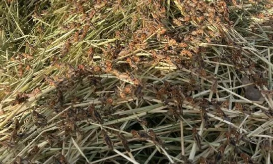 Sardinian Farmers Suffer Worst Locust Invasion in Over 30 Years