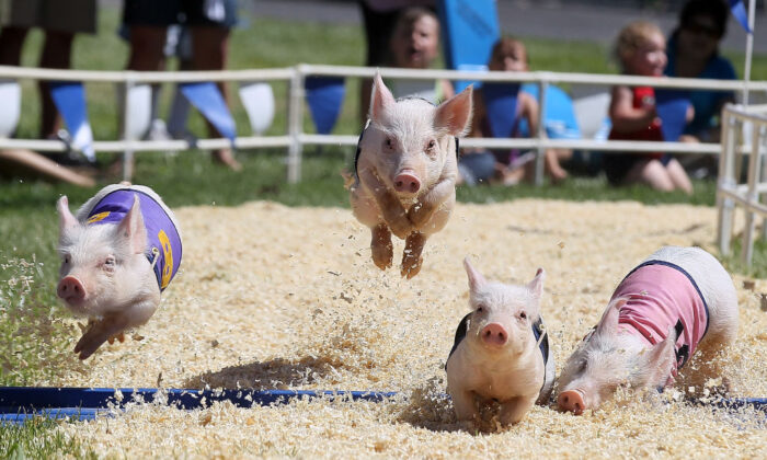 Pigs with the All-Alaskan Pig Racing round the track during a race at the Alameda County Fair in Pleasanton, Calif., on June 23, 2011. (Justin Sullivan/Getty Images)