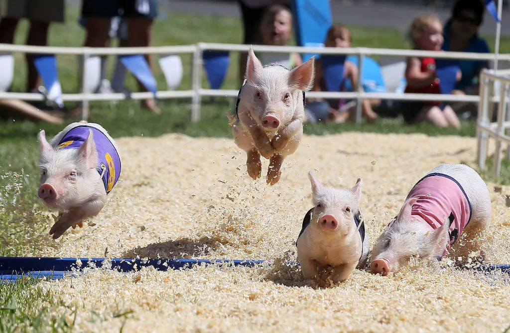 Pigs with the All-Alaskan Pig Racing round the track during a race at the Alameda County Fair in Pleasanton, Calif., on June 23, 2011. (Justin Sullivan/Getty Images)