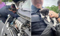 Kitten Trapped Between Car Engine Block and Firewall Rescued by Police Officer, Who Gives Him New Home