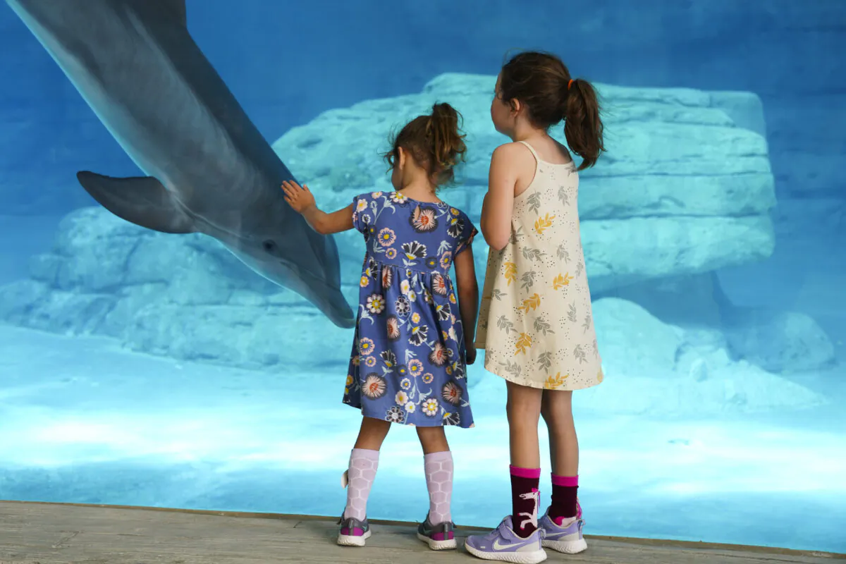 Children visit with Hope at her home at the Ruth and J.O. Stone Dolphin Complex at the Clearwater Marine Aquarium in Clearwater, Florida. This facility has opened an immersive exhibit called Dolphintopia that explores the science of dolphins and also their connection to humans throughout history. (Martha Asencio Rhine/Tampa Bay Times/TNS)