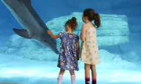 Clearwater Marine Aquarium Opens Multi-Faceted Dolphin Exhibit