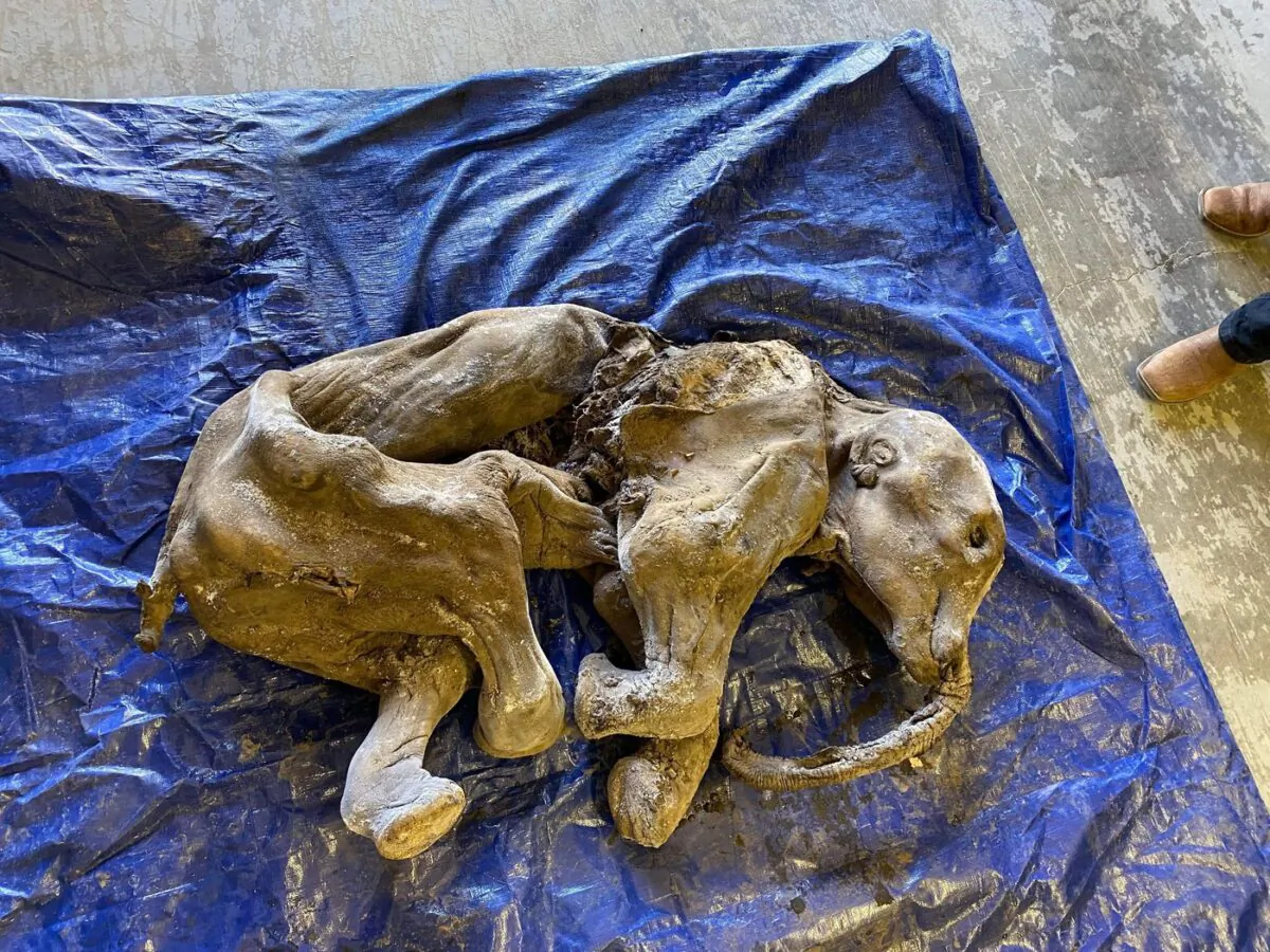 A view of Nun cho ga, the mummified woolly mammoth calf, is shown in a handout photo. (The Canadian Press/HO-Government of Yukon)