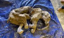 Miners Say Baby Woolly Mammoth Find in Yukon Is Biggest Event in Life so Far