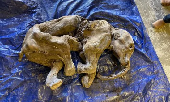 Miners Say Baby Woolly Mammoth Find in Yukon Is Biggest Event in Life so Far