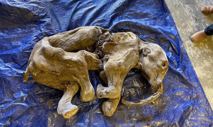 A view of Nun cho ga, the mummified woolly mammoth calf, is shown in a handout photo. (The Canadian Press/HO-Government of Yukon)